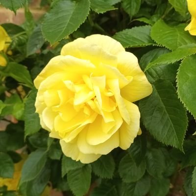 foolcauldian's profile picture. come-by friend! i bid you rest on your internet journey.
she/her丨petionist for obligation丨girls und panzer savant丨historian丨epistolist, diarist