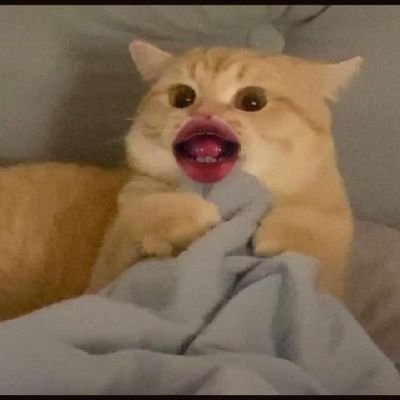 qpmaaaaa's profile picture. 