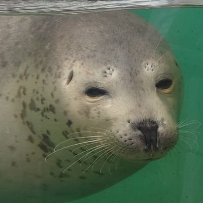 nag_2guuu's profile picture. 常に睡眠不足
みんなで楽しくできるゲームをしたい
🐶🍃