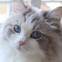 しろ🐾ラグドール♂ (@shiro_suke_chan) 's Twitter Profile Photo しろ🐾ラグドール♂ (@shiro_suke_chan) 's Twitter Profile Photo