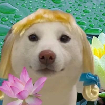 dog for crayさんのプロフィール画像