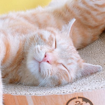 各種サイトの招待コード等を配布しています🌸使用報告は不要です🌸どなたでもご自由にお使いください！🌸全てPRツイートとなります。