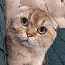 Cat lover(💯💯Fo back Fo) (@cookerlily) Twitter profile photo Cat lover(💯💯Fo back Fo) (@cookerlily) Twitter profile photo
