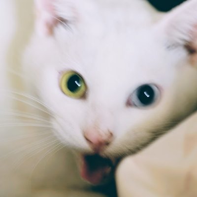 Galaxias48000's profile picture. 文学少女です。普段はDiscordの自分のサーバーに籠もってます。