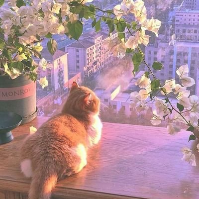 jiyooxygen's profile picture. I’m a dreamer and doer, chasing my goals every day!