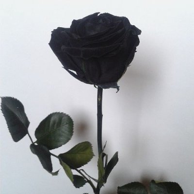 anumae__'s profile picture. 