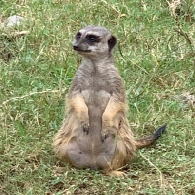 Java、Rails勉強中。事務職→派遣ヘルプデスク→社内SE。コミュ障なので失礼があったらすみません。 電子工作やロボットにも興味あります。