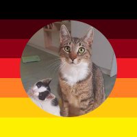Stelisti 🇩🇪🥝 (@diewuetende) Twitter profile photo