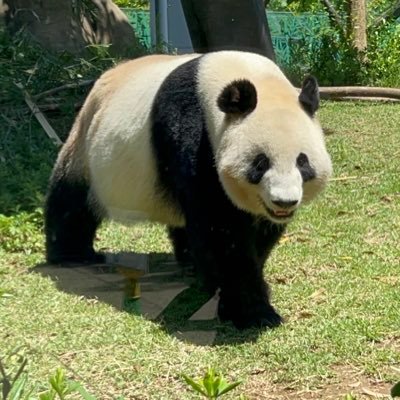 動物園、パンダと象とヤギが好き。上野動物園に年パス持って通っています🐼B'zと安室ちゃん、TVXQとBIGBANG。語学🇺🇸🇨🇳(HSK4級の勉強中)🇰🇷は、のんびりと勉強しています。