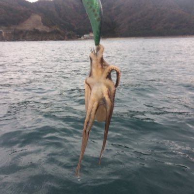 algae_fpu's profile picture. 福井県立大学　海洋生物資源学科　藻類生命科学研究室
