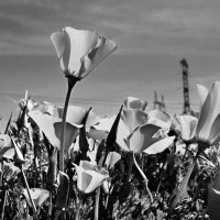 gothpoppys (@jayfly2002) 's Twitter Profile