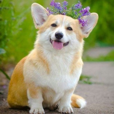 Community! 
 Daily Post About Corgi Lovers 
 Dm Us Fot Credit /Removal
         Link Shop Now