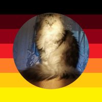 Anke Pohle (@ankepohle) 's Twitter Profile