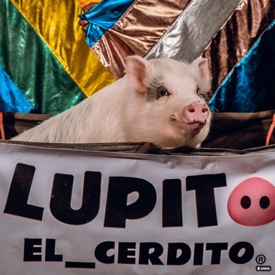 Me llamo Lupito y soy un chancho.   Activista en pro derechos Animales y humanos. 🐷🙋🏽‍♂️🙋🏽‍♀️