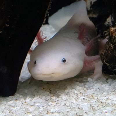 Tsuku_Fetti's profile picture. 【腐20↑】エオルゼアアトモスの民(停止中)Apex12〜
好きに呟き苦手なものは自衛しようぜ精神