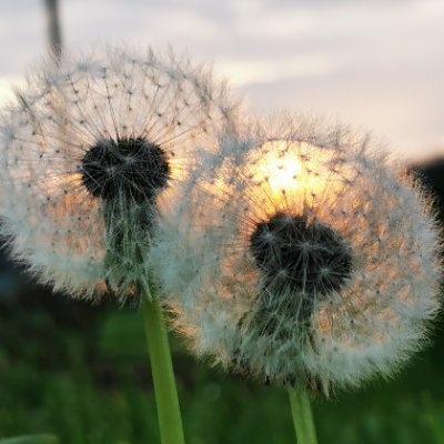 AltunbasResat's profile picture. Kötülerin kaybetmediği bir ülke, çocuklarına ahlâkı öğretemez...Slavoj Zizek