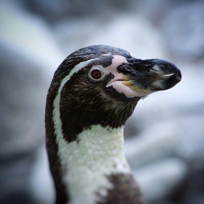rururu_it's profile picture. 【クラウドエンジニア目指す！】32歳 | 取得済み→ITパスポート/CCNA/AWSSAA/LPIC-1/Oracle Master Bronze | 勉強中→基本情報 | 好き→本、アニメ、マンガ、ゲーム、映画、中華、寝る、カメラ、お風呂、革靴磨き