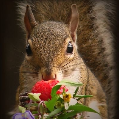 The Unrivalled Leaders in Forest Regeneration 🌰🌱🌿🌳🌲

 Ref: ICSRS Scientific Research on Squirrels https://t.co/CQoPfVjxqM 
#greysquirrels #stopthecull