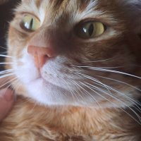Gaarfield (@gaarfieldo) 's Twitter Profile