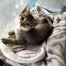 C_Youngg's profile picture. 