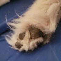 Shena R. Bruno (@muddy4pawz) 's Twitter Profile