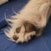 Shena R. Bruno (@muddy4pawz) Twitter profile photo Shena R. Bruno (@muddy4pawz) Twitter profile photo