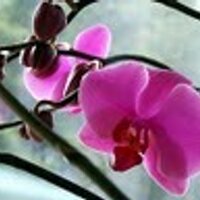 I_Luv_Orchids(@OrchidLover2) 's Twitter Profile Photo