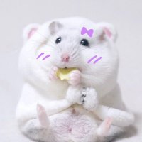 Rest 밀 (@wwhan_j) 's Twitter Profile