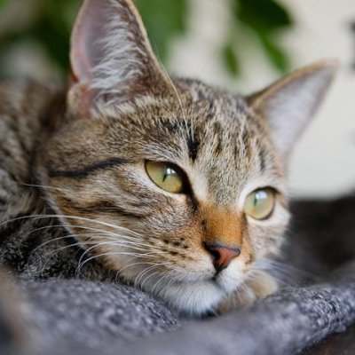 phuonganh_npaa's profile picture. 