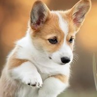 Corgi Lovers & Owners(@Corgilover_90) 's Twitter Profile Photo