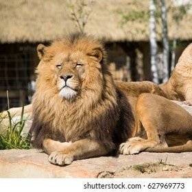 A pride is a group of lions that live together. The members of a pride spend days in several scattered groups that meet to hunt or share a meal.

#LionAwareness