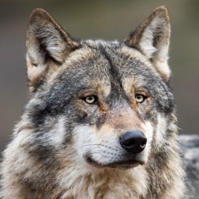 marccus10's profile picture. 