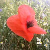 In Lak‘ech ❤️☀️🥰 (@inlakech77) 's Twitter Profile Photo In Lak‘ech ❤️☀️🥰 (@inlakech77) 's Twitter Profile Photo