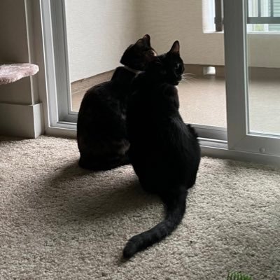 averageadequate's profile picture. etsy shop based on life with cats