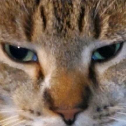 ACatniption's profile picture. 