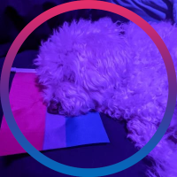 Ethan 🍂🩷💜💙🍂(@ethanandhisdogs) 's Twitter Profile Photo