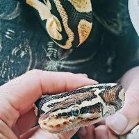 Hard hat reptiles (@pythontj95) 's Twitter Profile