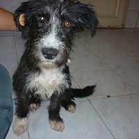 Esenyurt Barınak (@esenyurtrm) 's Twitter Profile