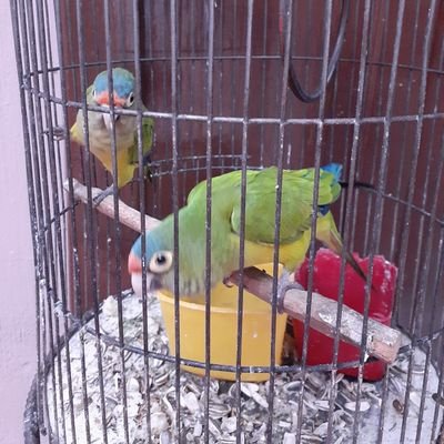 mczino12's profile picture. 