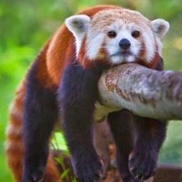 Sane (@saneb0t) 's Twitter Profile