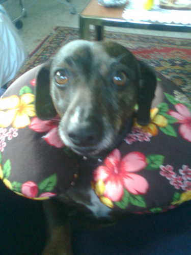 ocorpon's profile picture. 