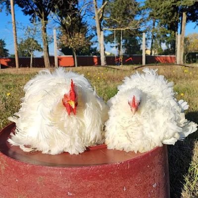 baffa_jibia's profile picture. JE5KAYC7