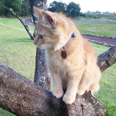 rakko3411's profile picture. ボケ猫です