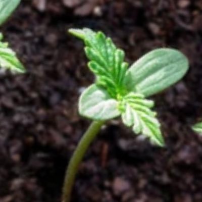 BigBouzer13's profile picture. 