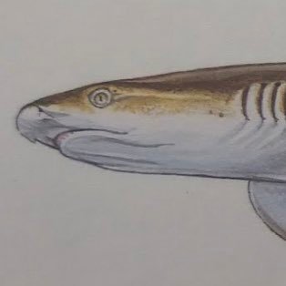he/they 🇵🇷🏳️🌈🍳starving marine biologist🦈 Shark Enjoyer, Dungeon Crawler, Your Local Fishman