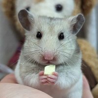 ホイップ&メル (@a1a79c2f4b2a4a1) 's Twitter Profile