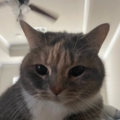 tophsmom1's profile picture. cat parent • they
