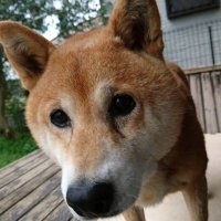 わたぼん (@watabon_kuwa) 's Twitter Profile Photo わたぼん (@watabon_kuwa) 's Twitter Profile Photo