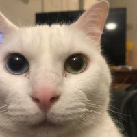 Professor Jones (@purrfessorjones) 's Twitter Profile Photo Professor Jones (@purrfessorjones) 's Twitter Profile Photo