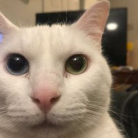 Professor Jones(@PurrfessorJones) 's Twitter Profile Photo